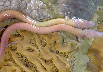 [olm+1+-+virginmedia_com.jpg]