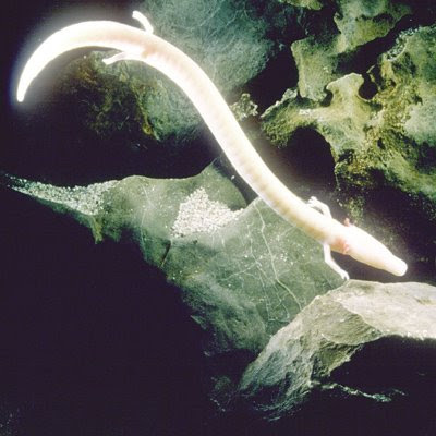 olm+1+-+zsl_com.jpg