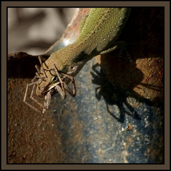 [Lizard+Eating+Spider+-+Knuttz.jpg]