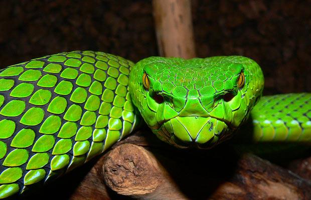 [Grumprechts+green+pitviper+-+Trimeresurus+gumprechti.jpg]