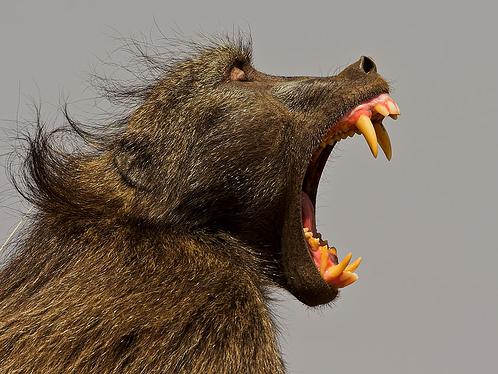 [Chacma+Baboon+1.JPG]