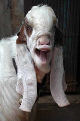 jamunapari+goat.jpg