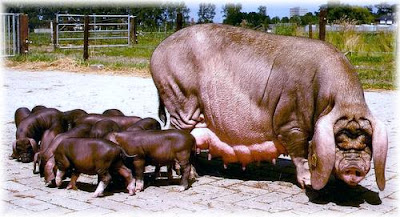 Meishan+pigs+2.jpg