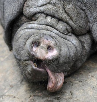 [Meishan+pigs+3.jpg]