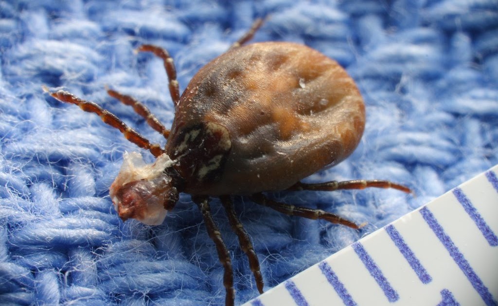 Ugly Overload Falling Ticks