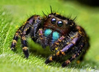 BEAUTIFUL... Jumping+spider+eyes+8