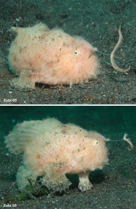 [Sargasso+Frogfish+-+Histrio+histrio.jpg]