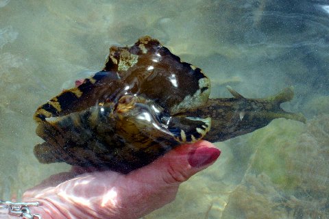 [Sea+Hare+Herbie+1.jpg]