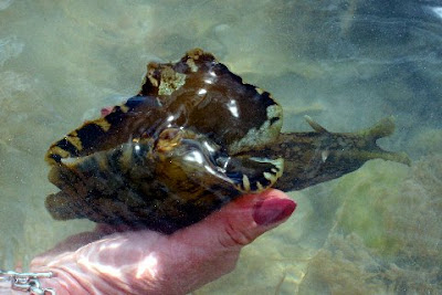 Sea+Hare+Herbie+1.jpg