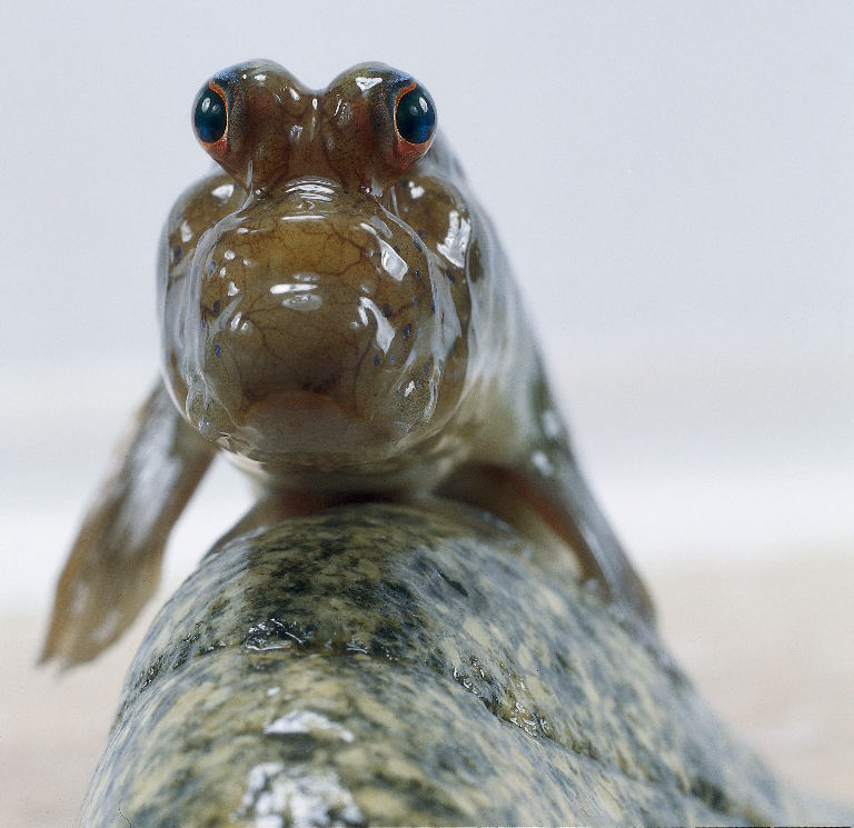 [Mudskipper+1.jpg]
