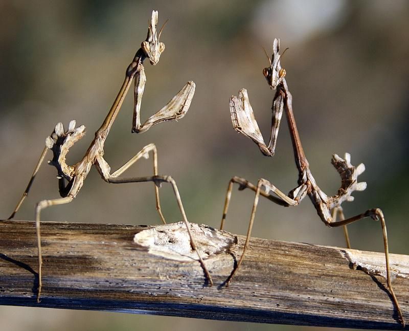[Mantis+Pair+-+Knuttz.jpg]