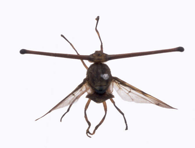 [Stalk-eyed+Fly+2.JPG]