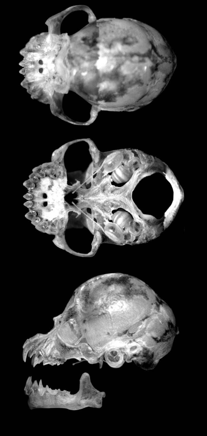 [Visored+Bat+Skull.JPG]