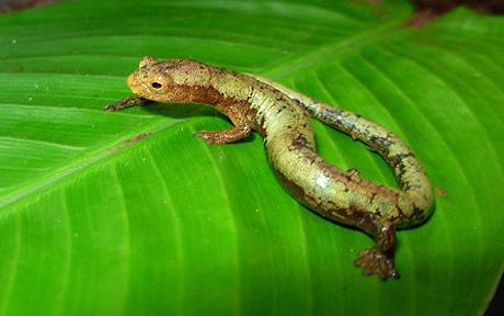 [Salamander+(Bolitogloss+taylori).jpg]