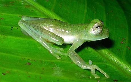 [Glass+Frog,+Nymphargus.jpg]