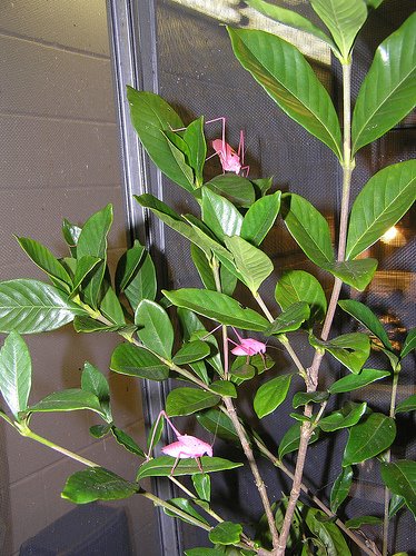 [pink+katydid+family.jpg]