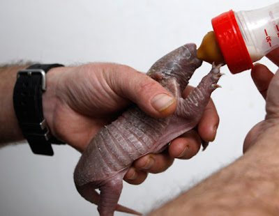 Armadillo Cute