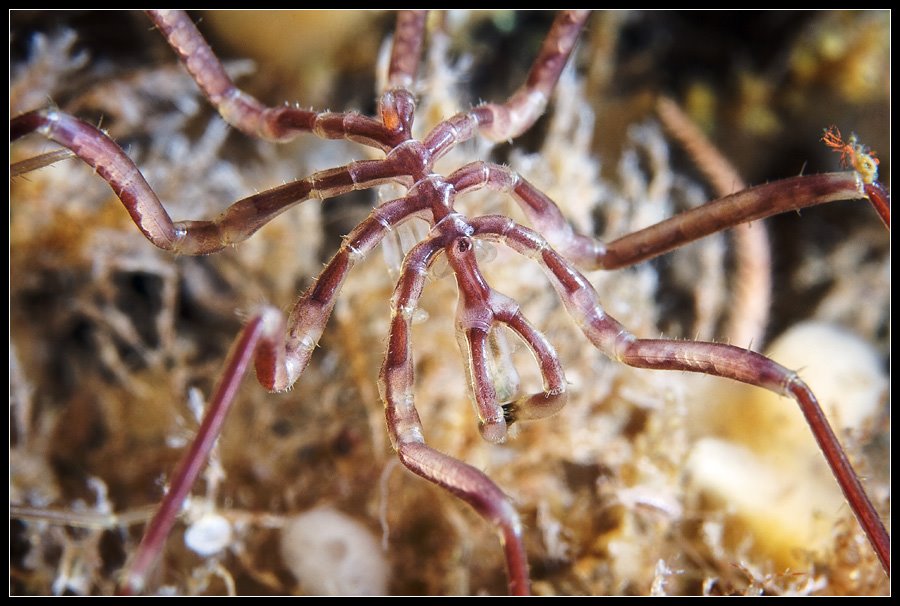 [Sea+Spider+1+-+Alexander+Semenov.jpg]