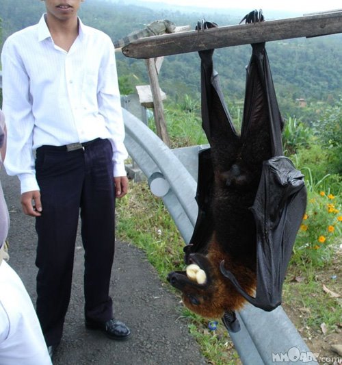[Fruit+Bat+-+Perspective.jpg]