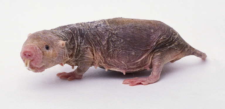 [Naked+Mole+Rat+single.JPG]