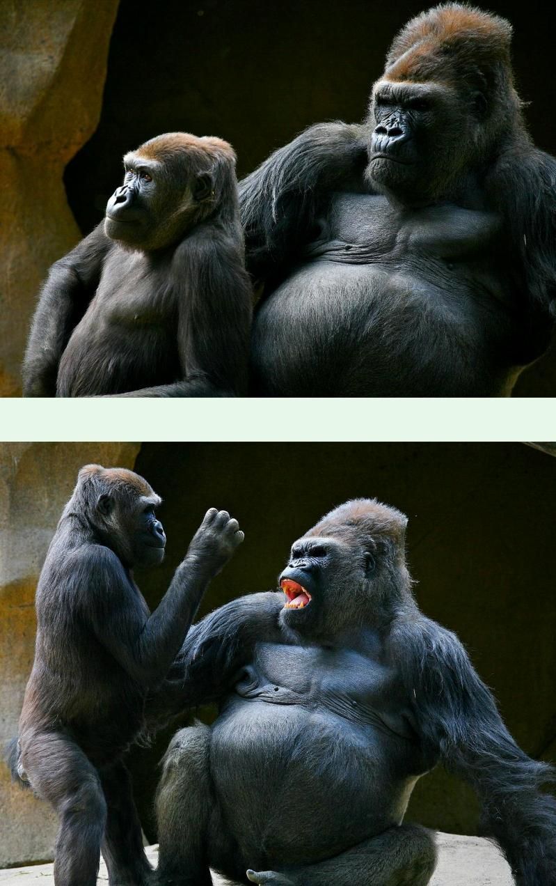 [Gorilla+Daddy+1.jpg]