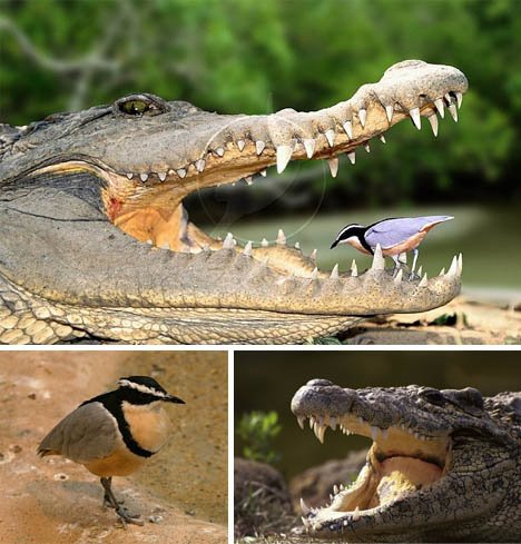 [plover-crocodile-symbiosis.jpg]