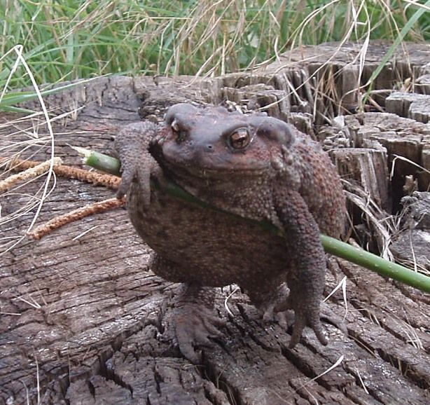 [Toad+on+Stick+-+Knuttz.jpg]