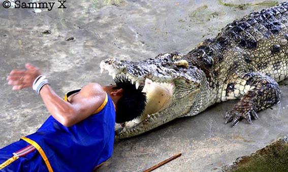 [Mans'+Head+in+Croc+Mouth+2.jpg]