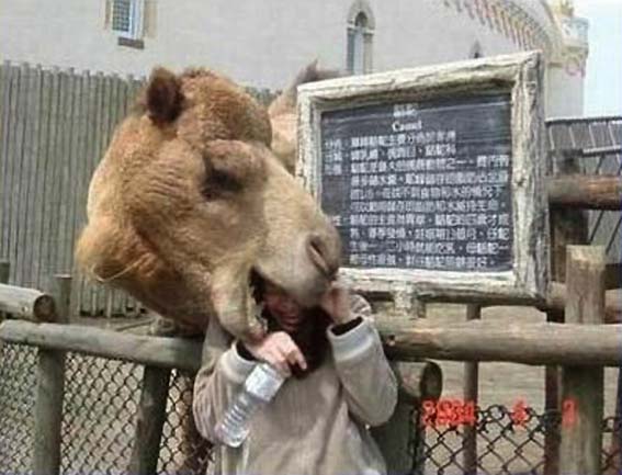 [Woman's+Head+in+Camel+Mouth.jpg]