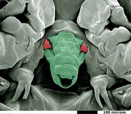 [sea+louse+mouth.jpg]