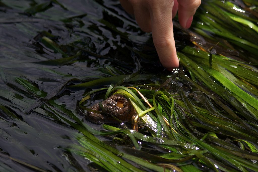 [geoduck+clam+-+in.jpg]