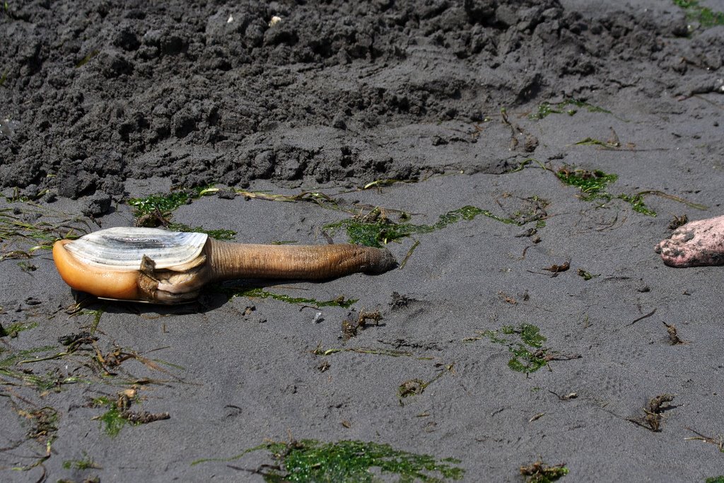 [geoduck+clam+-+out.jpg]