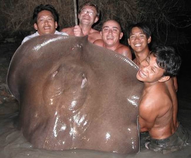 [menholdingstingray_knuttz!net.jpg]