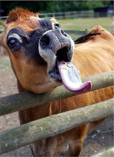 [Tongue+-+Cow.JPG]
