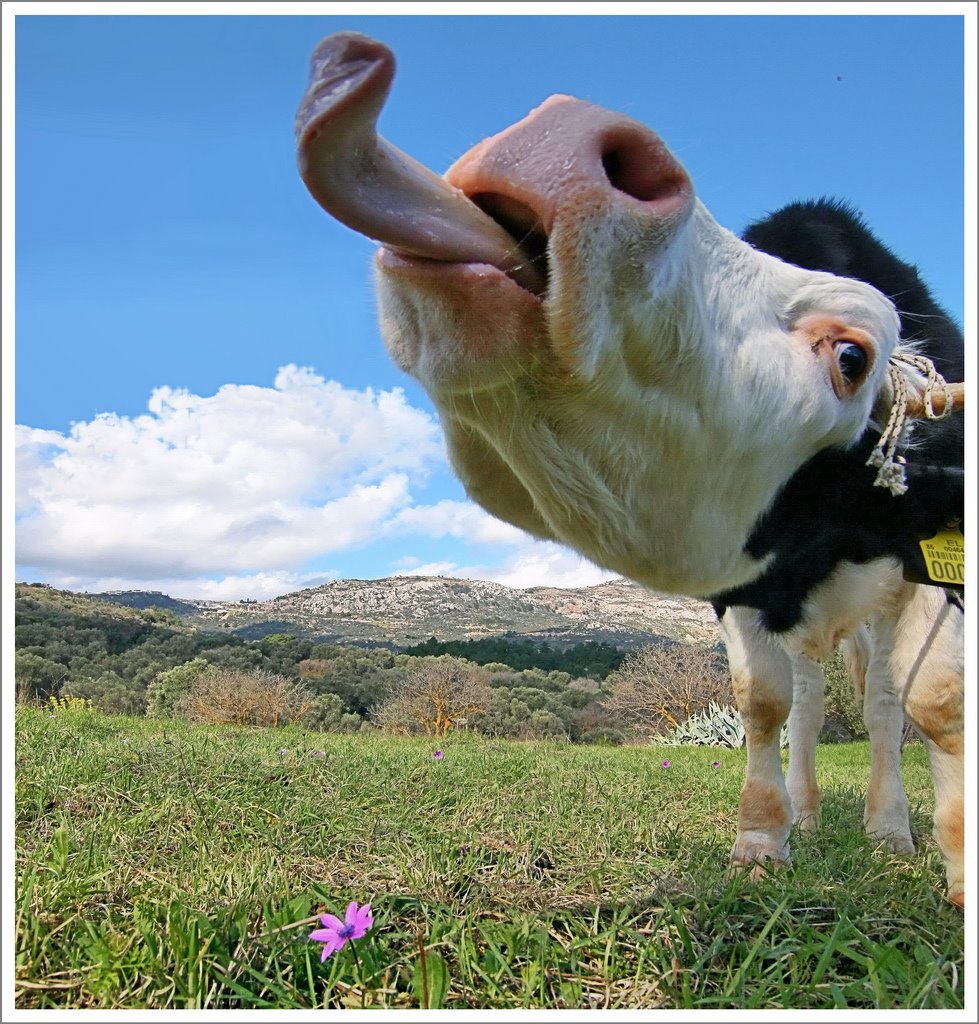 [Tongue+-+Heiffer.jpg]