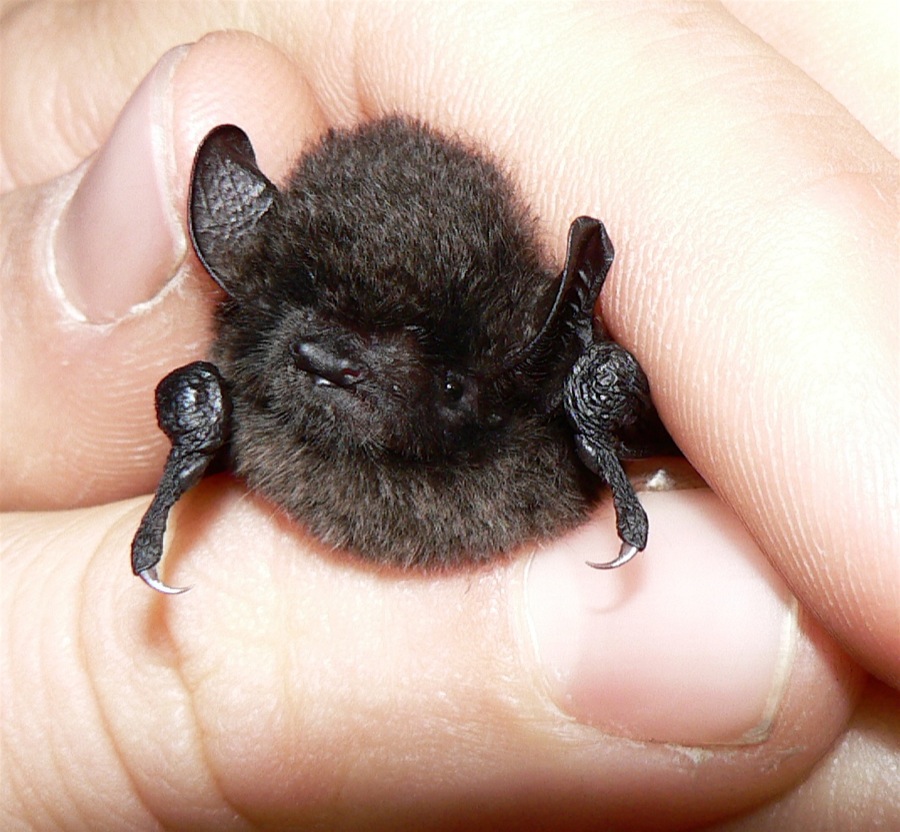 [myotis+bat.jpg]