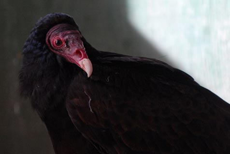 [Turkey+Vulture+tale.jpg]