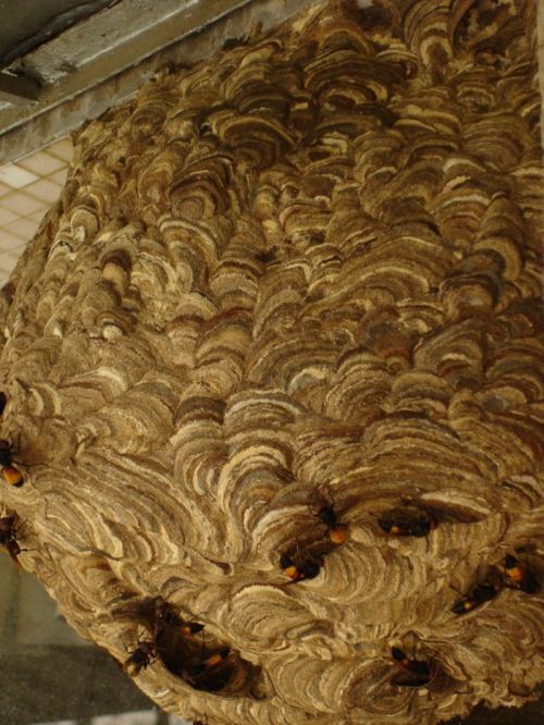 [Wasp+Nest+3.jpg]