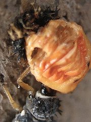 [Asian+Ladybird+Beetle+Larvae+3.jpg]