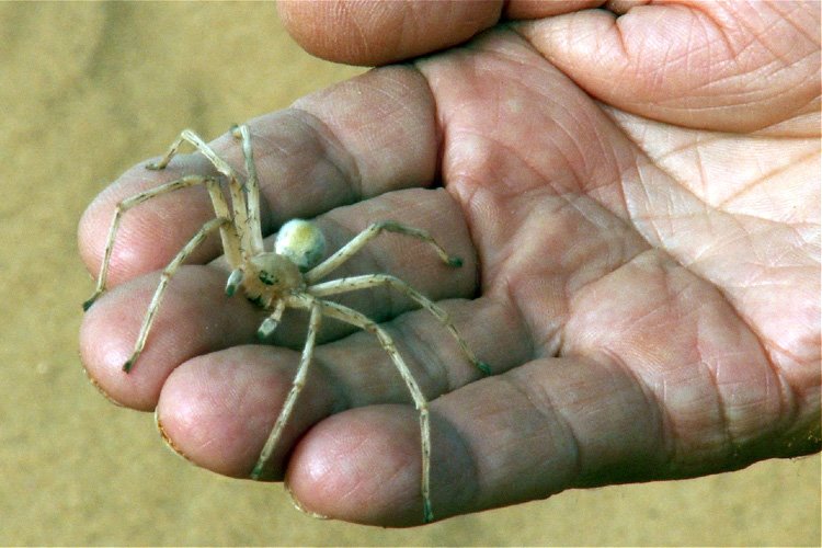 [Sahara+Spider+1.jpg]