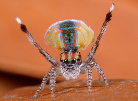 [Peacock+spider+3.jpg]