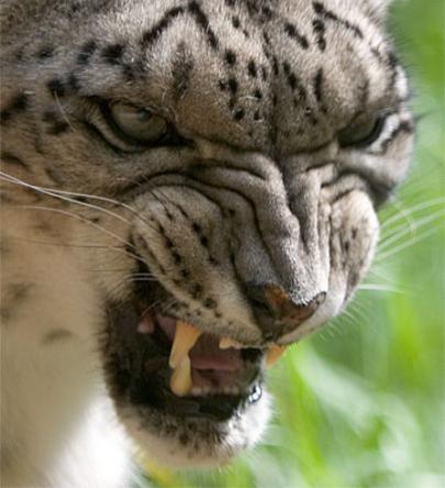 [Flehmen+Response+-+Max+Waugh.jpg]