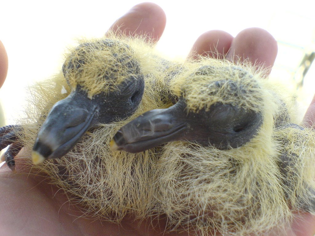 [baby+pigeons.jpg]