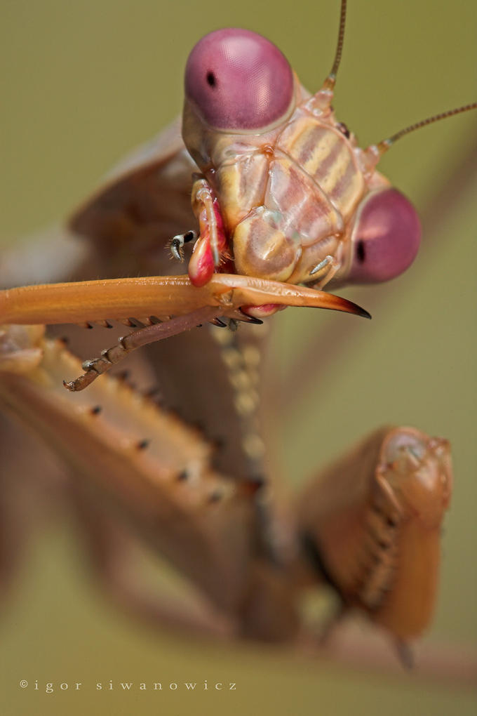 [Mantis+-+grooming+-+Igor+Siwanowicz.jpg]