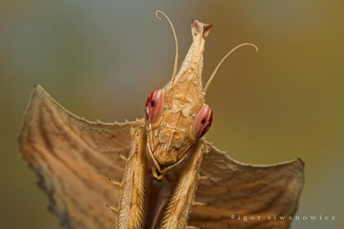 [Mantis+-+flaps+-+Igor+Siwanowicz.jpg]