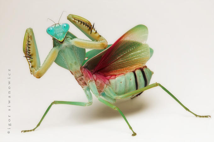 [Mantis+-+Rhombodera+basalis+-+Igor+Siwanowicz.jpg]