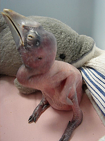 [Silvery-cheeked+Hornbill+Baby+1.jpg]