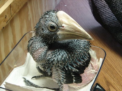 [Silvery-cheeked+Hornbill+Baby+2.jpg]