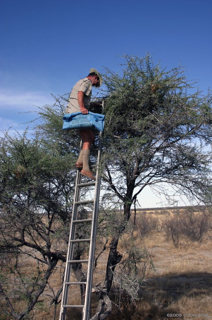 [lappet-faced+vulture+chick+-+nest.jpg]