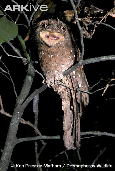 [Sri+Lanka+Frogmouth+3.jpg]